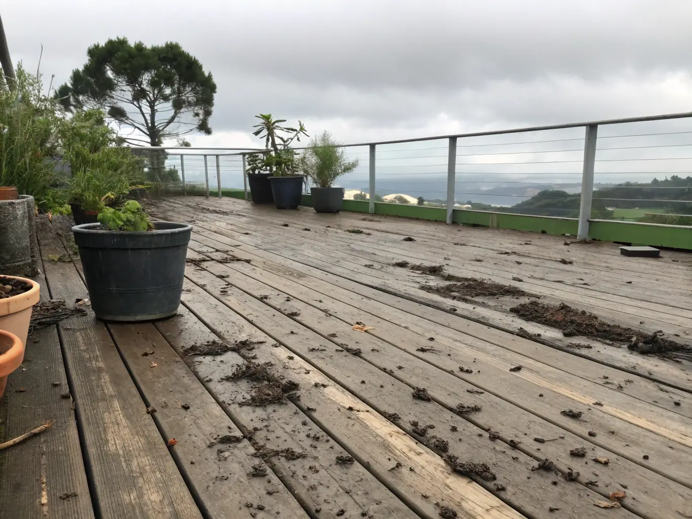 A wooden deck covered in moss and algae before cleaning, highlighting the need for professional deck cleaning services.